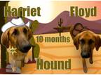Adopt Harriet a Bloodhound