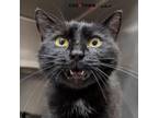 Adopt Eclipse a Domestic Short Hair