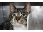 Adopt Willow a Domestic Short Hair