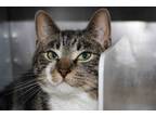 Adopt Willow Samous a Domestic Short Hair