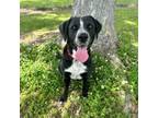 Adopt Chantilly a Labrador Retriever