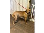 Adopt Milly a American Bully