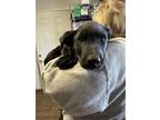 Adopt Riley a Labrador Retriever