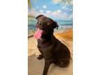 Adopt Twila a Labrador Retriever