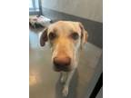 Adopt Kennedy a Labrador Retriever, Mixed Breed