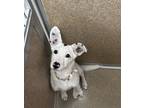 Adopt Roxanne a Terrier, Mixed Breed