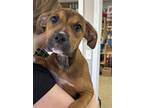 Adopt Monica a Boxer, Mixed Breed