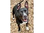 Adopt 42881 - Sasha a Pit Bull Terrier