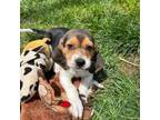 Adopt Raclette a Beagle, Mixed Breed