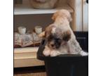 Maltipoo Puppy for sale in San Jose, CA, USA