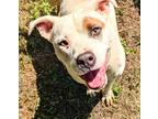 Adopt Bonita a American Staffordshire Terrier / Mixed dog in Mobile
