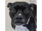 Adopt Tonya a Pit Bull Terrier