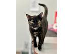 Adopt Molly a Domestic Short Hair