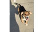 Adopt STELLA a Corgi / Beagle dog in Pomona, CA (38931038)