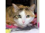 Adopt Callie a Domestic Short Hair