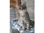 Adopt Nala (Surrogate) a Domestic Shorthair / Mixed (short coat) cat in Rome