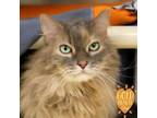 Adopt Kahlua a Domestic Long Hair, Domestic Short Hair