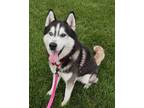 Adopt Damon a Siberian Husky / Mixed dog in Fremont, OH (38693150)