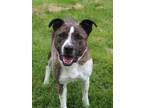 Adopt Jake Long a Plott Hound / Pointer / Mixed dog in Washburn, MO (38910819)