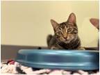 Adopt Dewey a Domestic Shorthair / Mixed cat in Kalamazoo, MI (38888408)