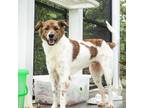 Adopt Felipe a Jindo / Border Collie / Mixed dog in San Diego, CA (38887740)