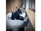 Adopt Phoenix a Black & White or Tuxedo Domestic Shorthair (short coat) cat in