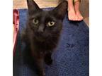 Adopt Cosette a Domestic Shorthair / Mixed (short coat) cat in Fort Lupton