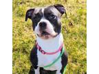 Adopt Oreo a American Staffordshire Terrier