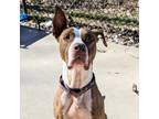 Adopt Marmalade a American Staffordshire Terrier