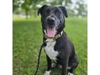 Adopt Nessa a Labrador Retriever