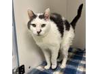 Adopt Sophie a White Domestic Shorthair / Mixed cat in Philadelphia
