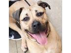 Adopt Toffee a Mastiff