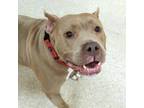 Adopt Fawn a American Staffordshire Terrier