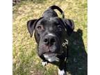 Adopt Delta a American Staffordshire Terrier, Labrador Retriever