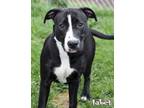 Adopt Iabet a Pit Bull Terrier, Mixed Breed