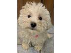 Adopt Indalo Fairy POOCHON a White Miniature Poodle / Bichon Frise dog in