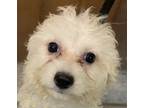 Adopt Trainee Hero a White Bichon Frise / Mixed dog in Mishawaka, IN (38666202)
