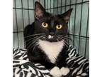 Adopt The Beast a Domestic Shorthair / Mixed (short coat) cat in Cincinnati