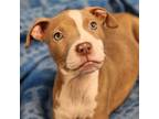Adopt Macadamia a Pit Bull Terrier