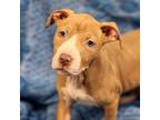 Adopt Peanut a Pit Bull Terrier