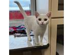 Adopt Alaska a White Domestic Shorthair / Mixed cat in Melfort, SK (38794721)