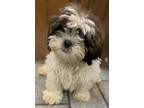 Adopt Provident Polly a White - with Brown or Chocolate Shih Tzu / Mixed dog in