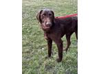 Adopt Babe a Labrador Retriever, Standard Poodle