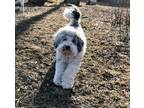 Adopt Hildi (new photos) a Old English Sheepdog, Miniature Poodle