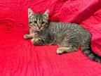 Adopt Marzipan a Domestic Short Hair