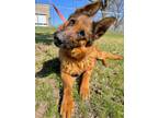 Adopt Lena a German Shepherd Dog