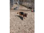 Adopt Pascha a German Shepherd Dog