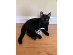 Adopt Cricket a All Black American Shorthair cat in canyon country