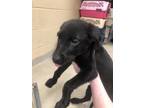 Adopt Amalee 29889 a Labrador Retriever, Mixed Breed