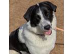 Adopt Sailor a Border Collie